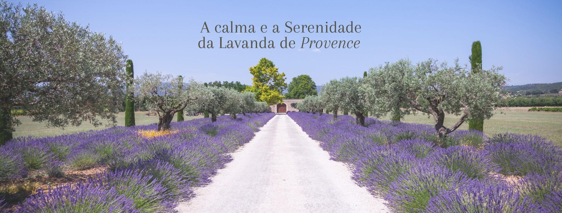 Descubra a Aromaterapia (570 x 600 px) (700 x 600 px) (570 x 600 px) (1920 x 727 px) (2)